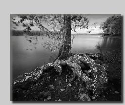 Teich